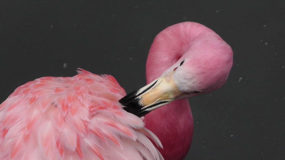 flamingo at Slimbridge visit photo©Karen Hoy